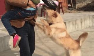 第一波回家过年的狗狗 第一波回家过年的狗狗